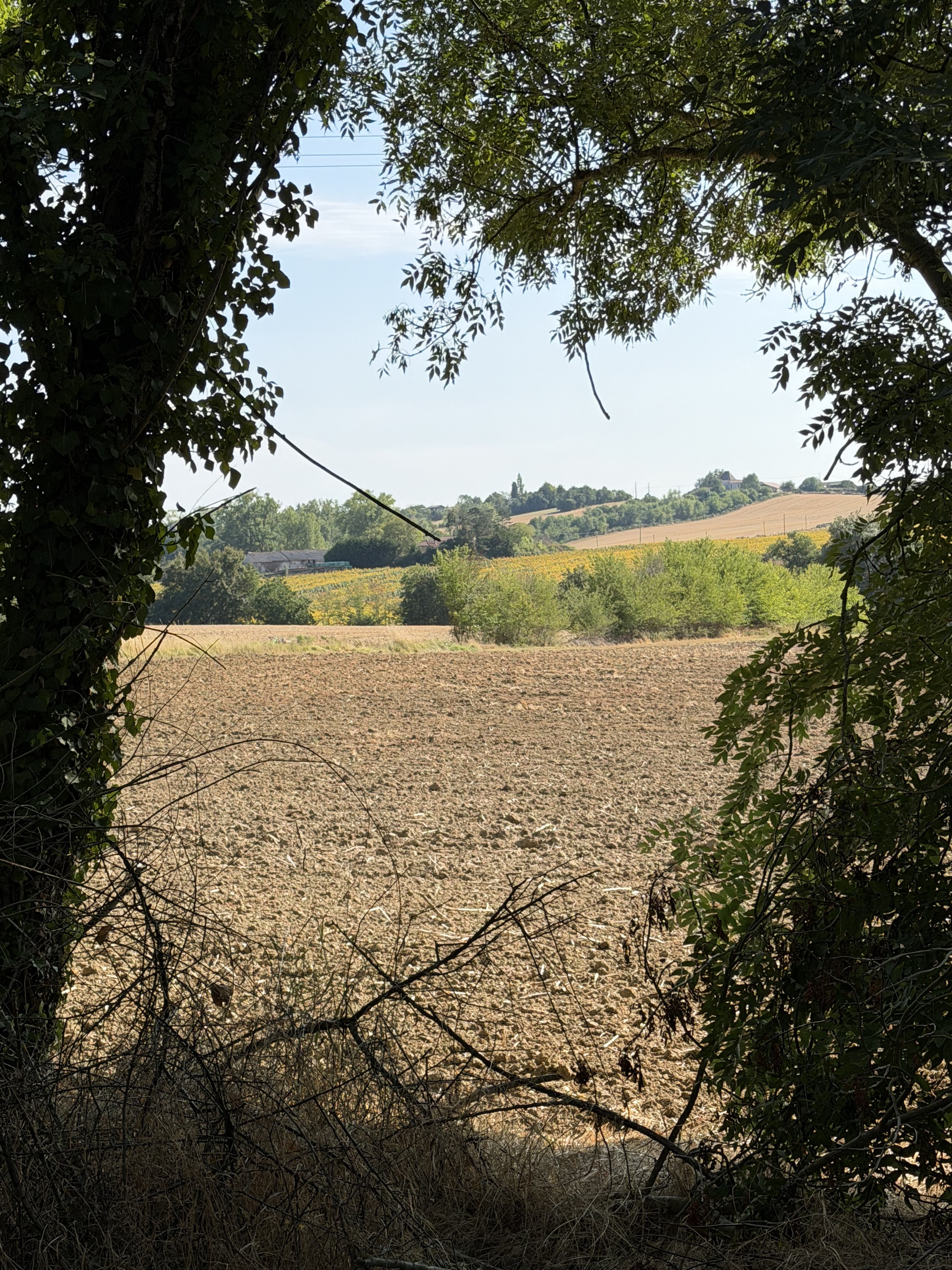 Blick durch alte Bäume auf Felder bei Savignac-sur-Leyze